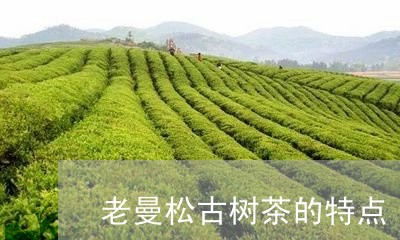 老曼松古树茶的特点/2023041550694