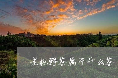 老枞野茶属于什么茶/2023041693149