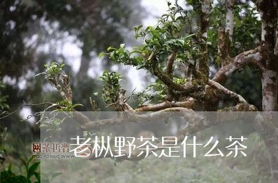 老枞野茶是什么茶/2023032272639