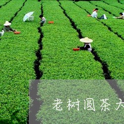 老树圆茶大益用料/2023032652694