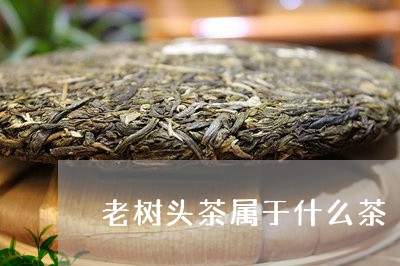 老树头茶属于什么茶/2023041586150