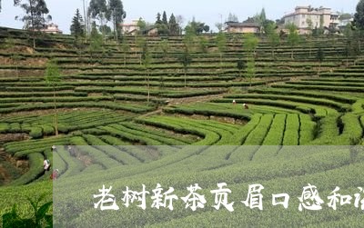 老树新茶贡眉口感和滋味/2023032786835