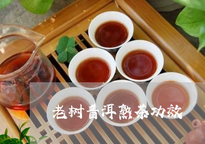 老树普洱熟茶功效/2023032983626