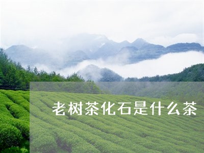 老树茶化石是什么茶/2023032164925