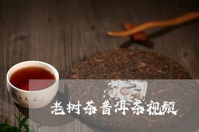 老树茶普洱茶视频/2023031788462