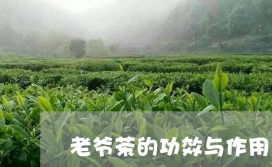 老爷茶的功效与作用/2023032187268