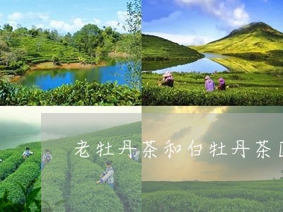 老牡丹茶和白牡丹茶区别/2023032706360