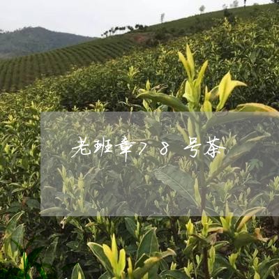 老班章78号茶/2023032828282