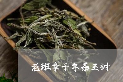 老班章千年茶王树/2023032954046