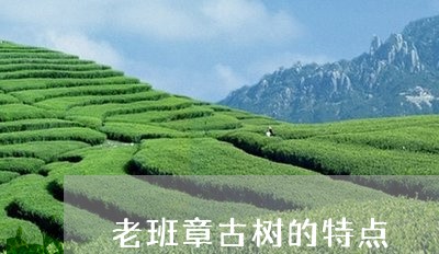 老班章古树的特点/2023032953957