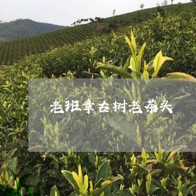 老班章古树老茶头/2023032911713