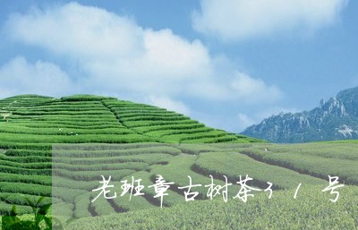 老班章古树茶31号/2023041451583