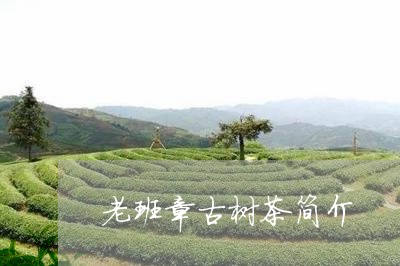 老班章古树茶简介/2023032936939