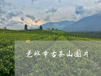 老班章古茶山图片/2023032918494