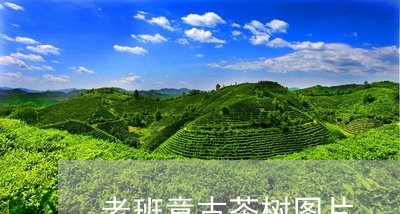 老班章古茶树图片/2023032993130