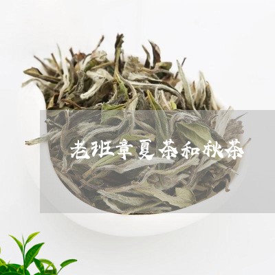 老班章夏茶和秋茶/2023032956038