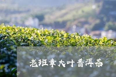 老班章大叶普洱茶/2023031750483