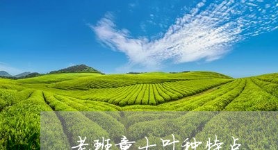 老班章大叶种特点/2023032906471