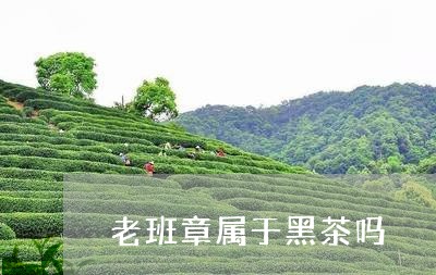 老班章属于黑茶吗/2023032916161