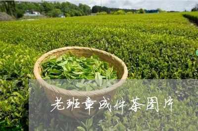 老班章成件茶图片/2023032936261