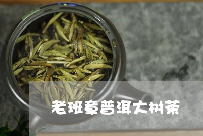 老班章普洱大树茶/2023032872047