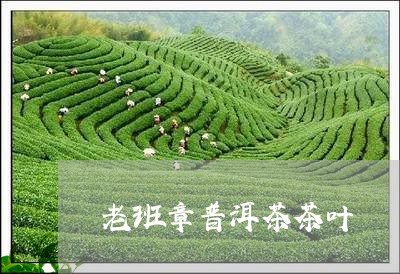 老班章普洱茶茶叶/2023041286260