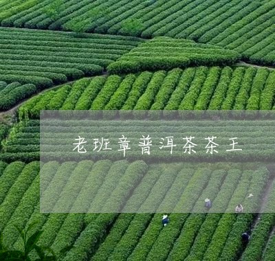 老班章普洱茶茶王/2023041210683