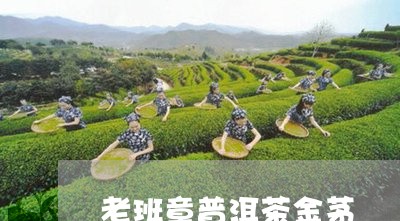 老班章普洱茶金茅/2023041206936