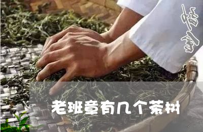 老班章有几个茶树/2023032839594