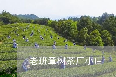 老班章树茶厂小店/2023032936379