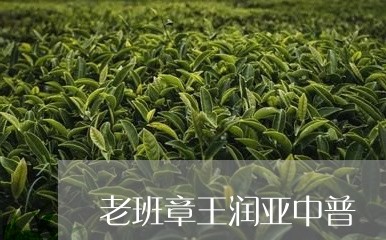 老班章王润亚中普/2023032984925