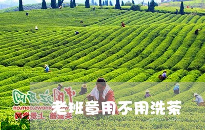 老班章用不用洗茶/2023032981404