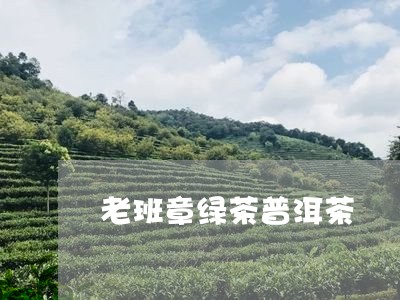 老班章绿茶普洱茶/2023031769595