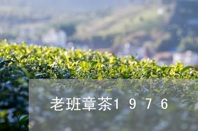 老班章茶1976/2023032838592