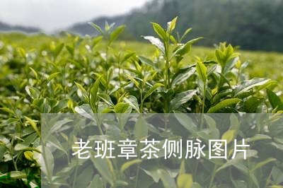 老班章茶侧脉图片/2023032916147