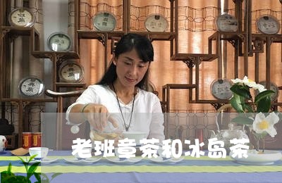 老班章茶和冰岛茶/2023032855026