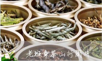 老班章茶山行图片/2023032908251