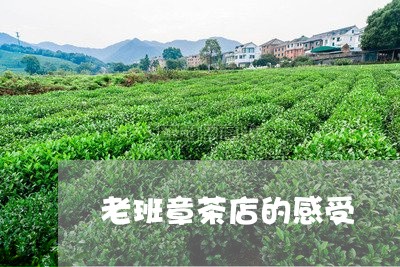 老班章茶店的感受/2023032885961