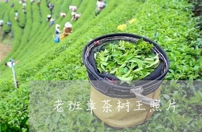 老班章茶树王照片/2023032894968