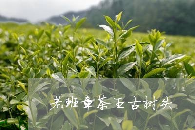 老班章茶王古树头/2023032933059