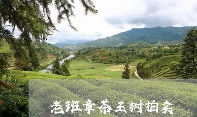 老班章茶王树拍卖/2023032994157