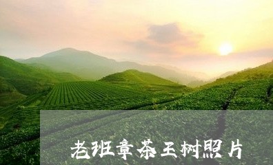 老班章茶王树照片/2023032974150