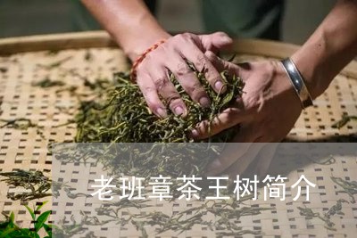 老班章茶王树简介/2023032957361