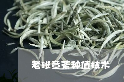 老班章茶种值技术/2023032905917