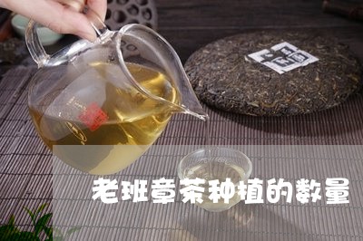 老班章茶种植的数量/2023031995160