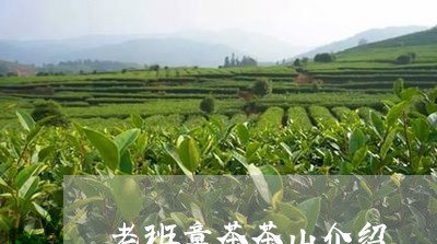 老班章茶茶山介绍/2023032874937