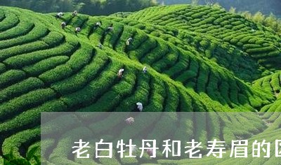 老白牡丹和老寿眉的区别/2023032749471