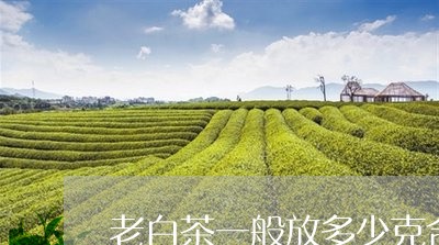 老白茶一般放多少克合适/2023032729683