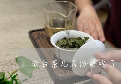 老白茶几月份好喝了一点/2023032760473