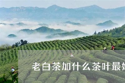 老白茶加什么茶叶最好呢/2023032799382